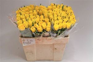 ROSE TOPSUN KENIA 50